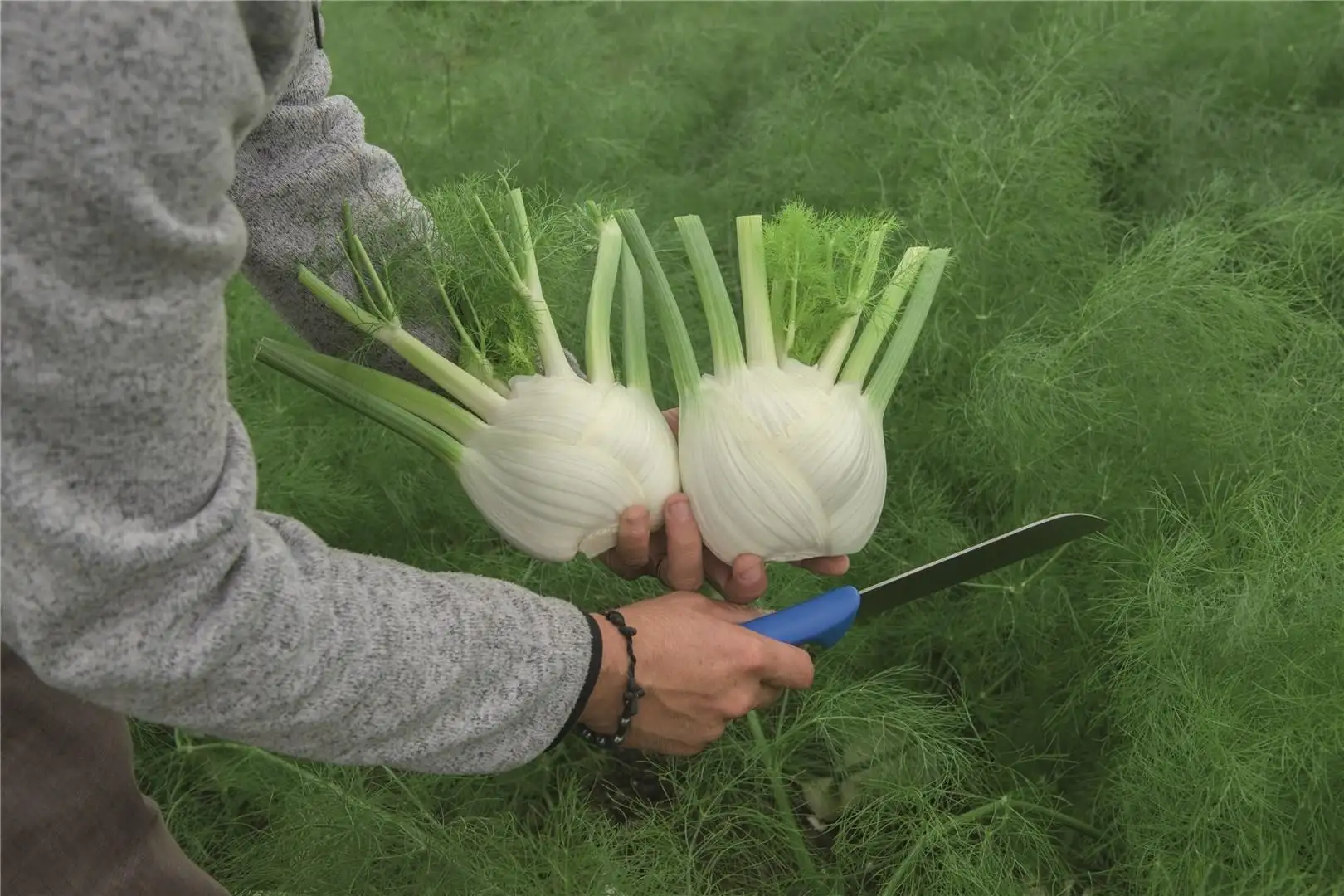 Fennel Antares