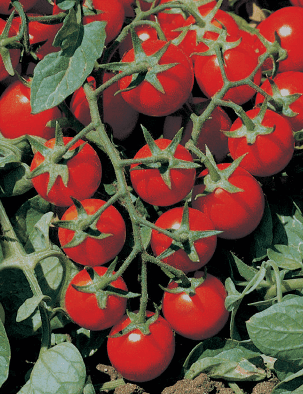 Tomate Freiland Cherry Minidor F1