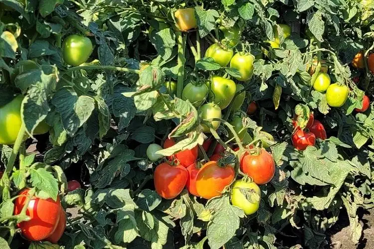 Tomate Freiland Vistula F1