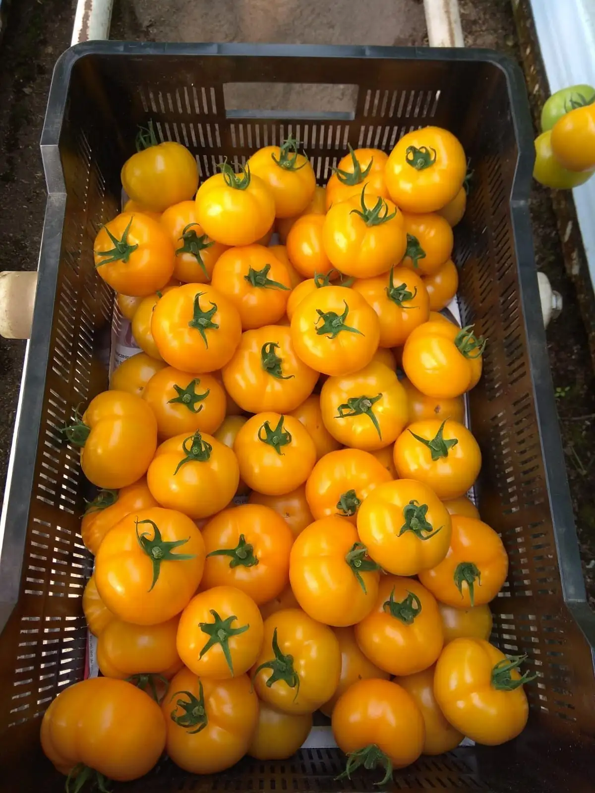 Tomate Jaune Santoria