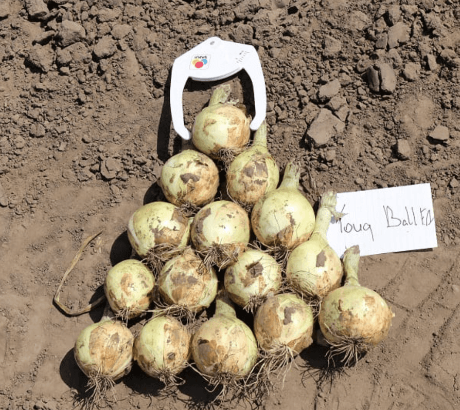 Winterzwiebel Tough Ball Prec Taki Seed