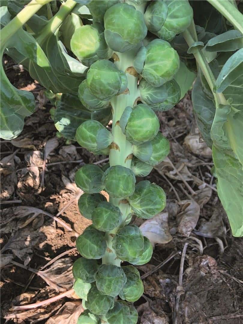 Rosenkohl Silvia F1 Prec.
