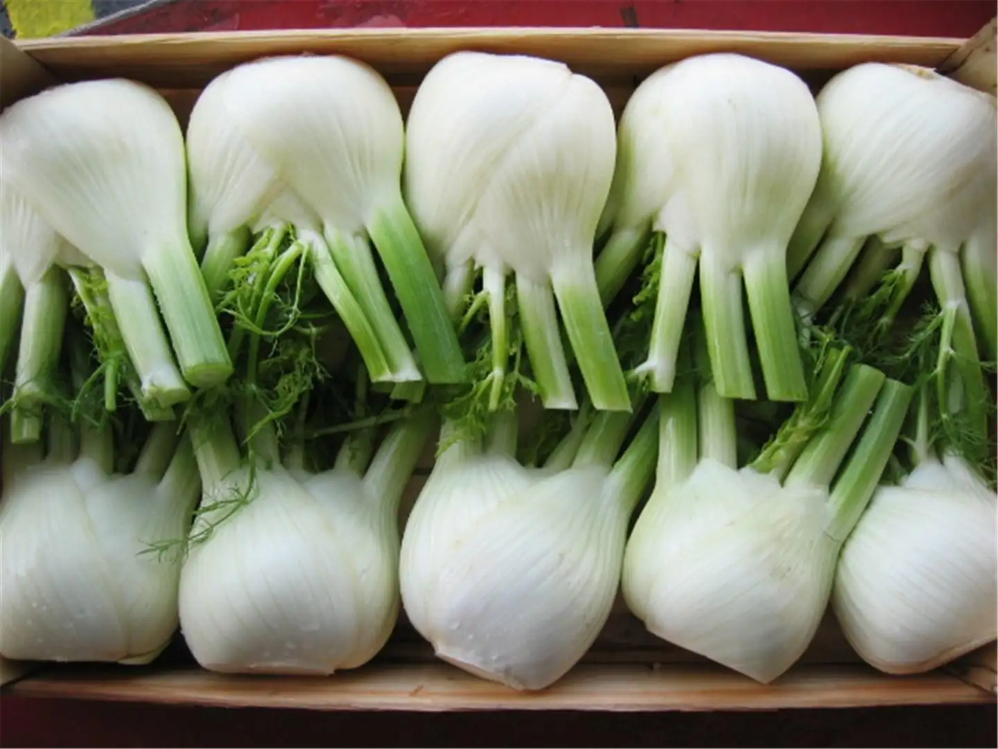 Fennel Rondo