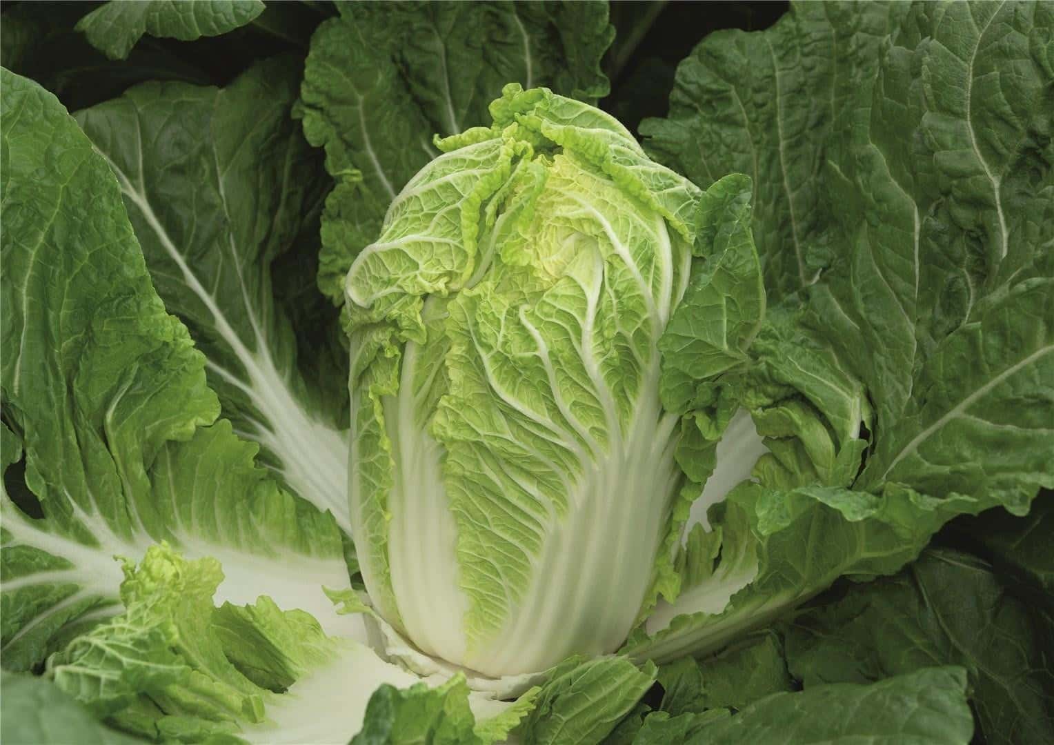 Kohl Pek. Meriko Prec.