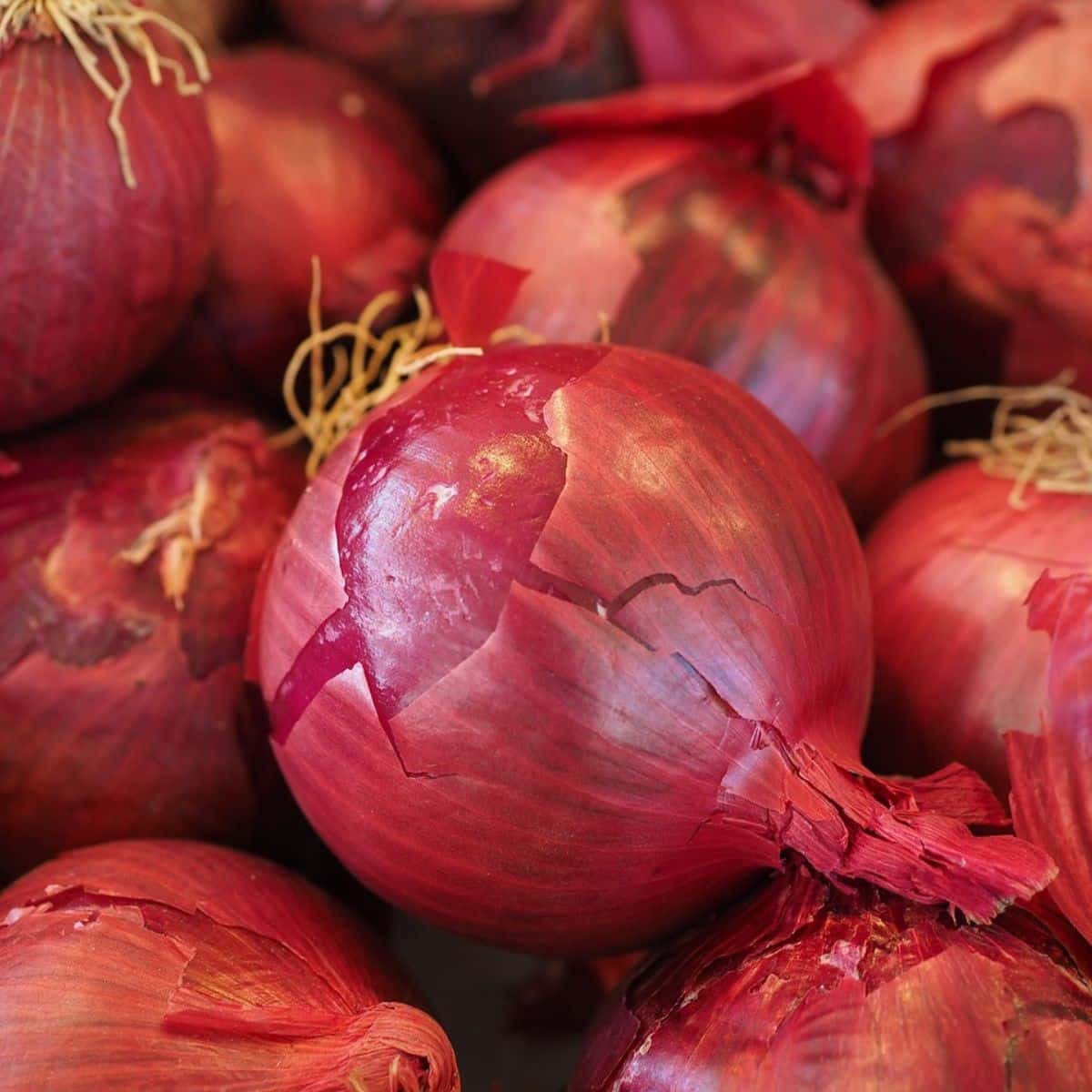 Rote Zwiebel Red Glamour