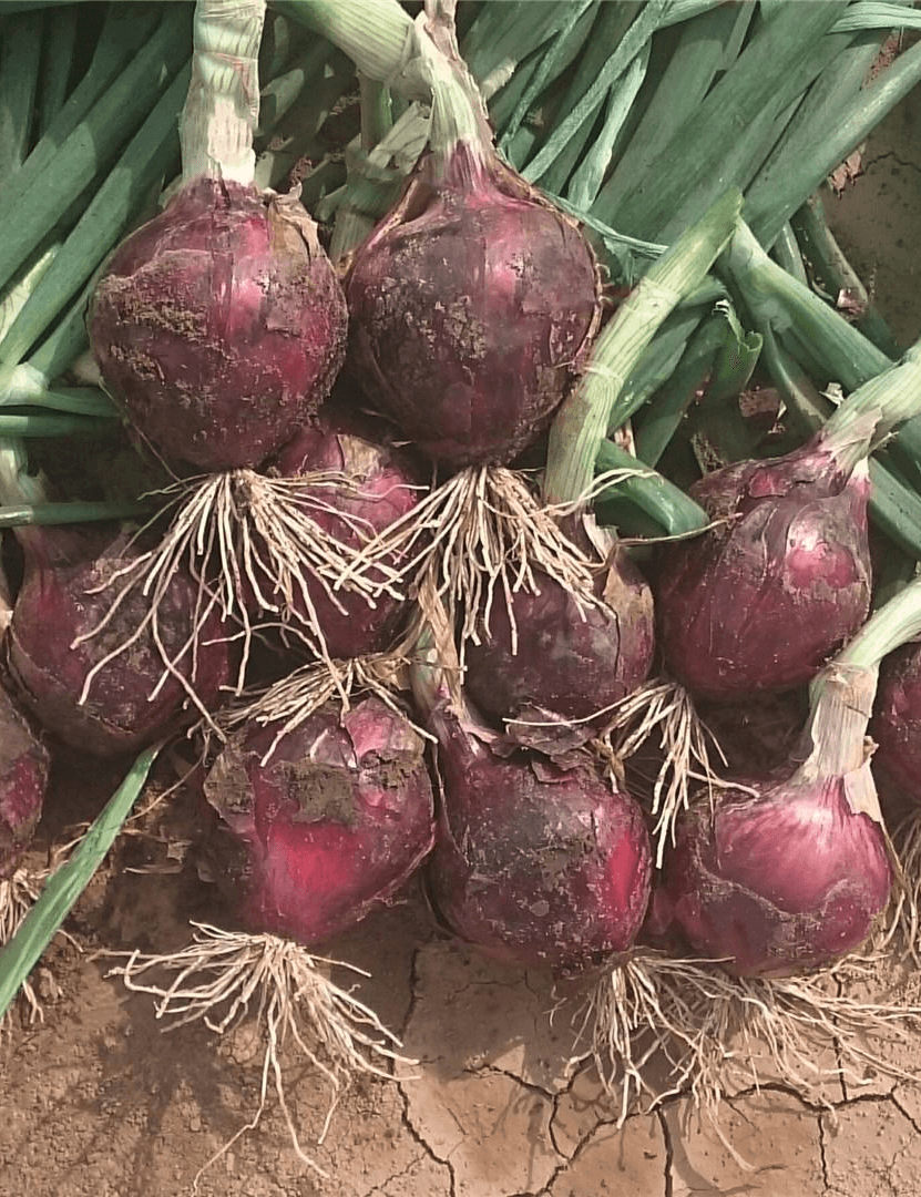 Winterzwiebel Red Spring Prec Samen