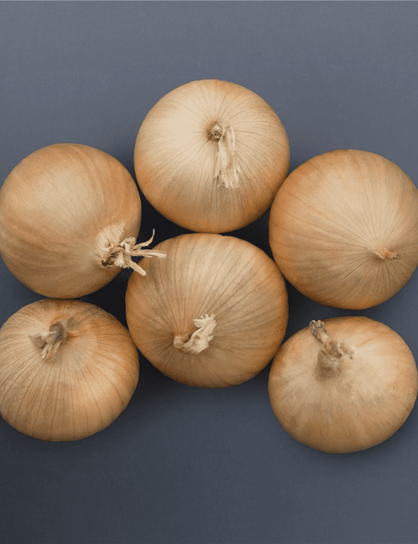 Winterzwiebel Bridger Prec. Samen