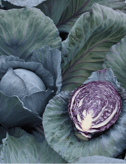 Rotkohl Retba
