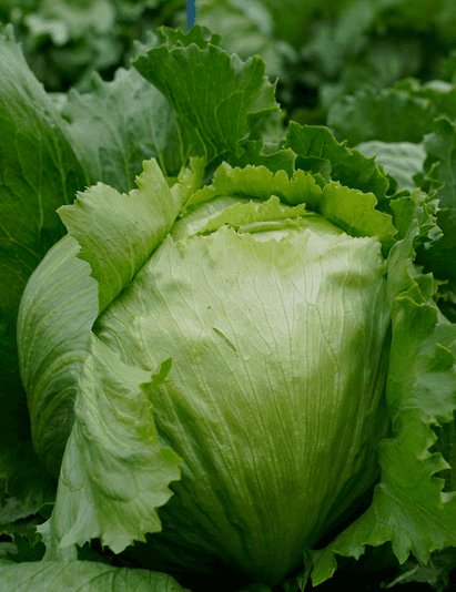Lettuce Iceberg LICN21-1222 Seeds