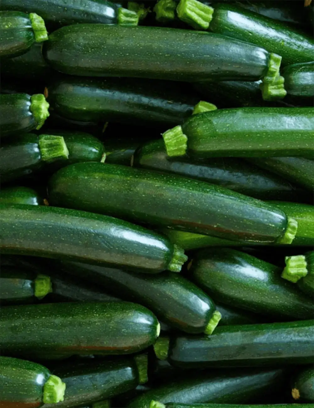 Zucchini Brillante F1