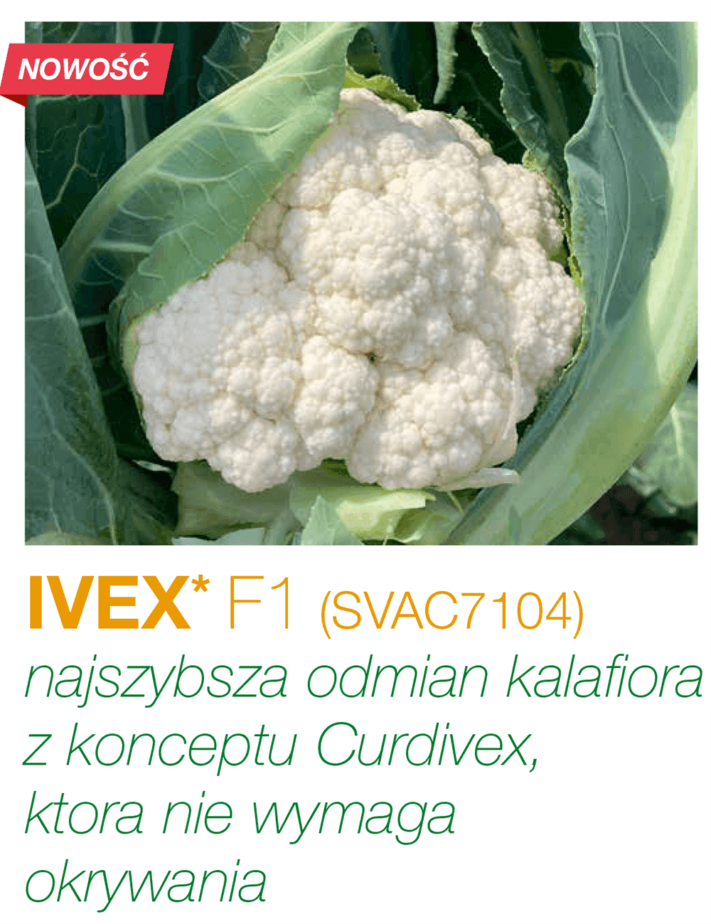Blumenkohl Ivex