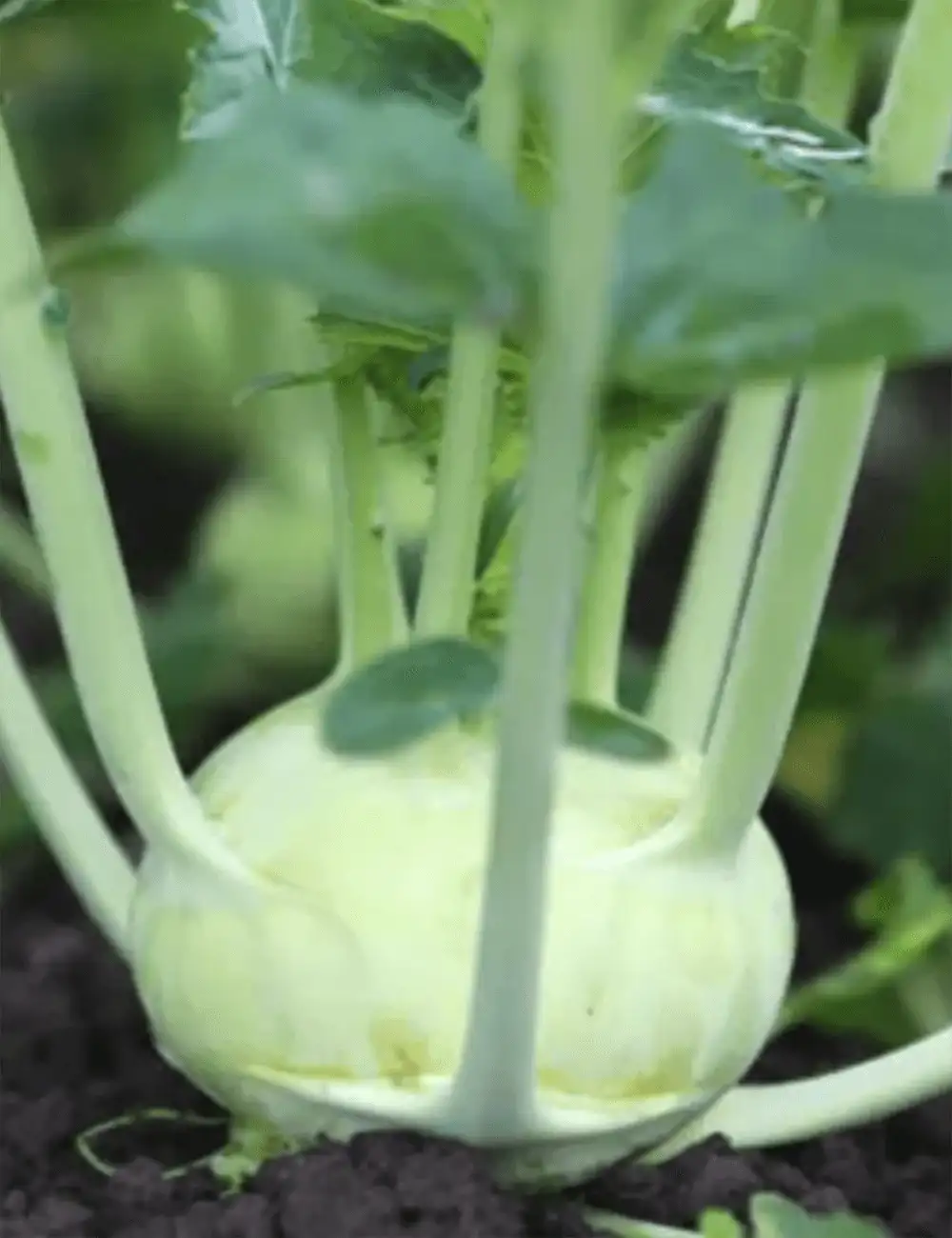 Kohlrabi Bogart