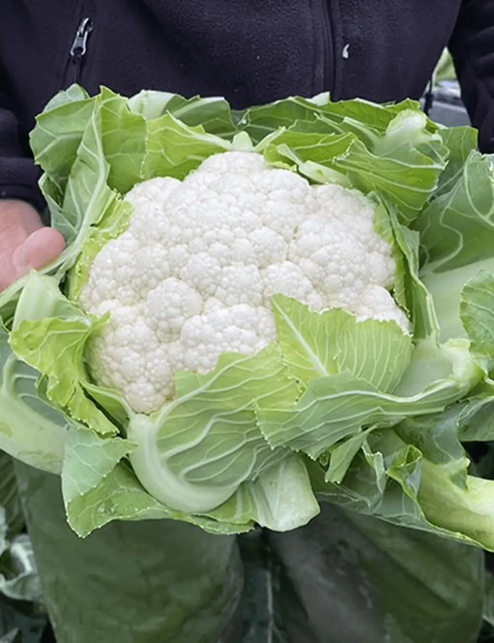 Cauliflower Sigurd