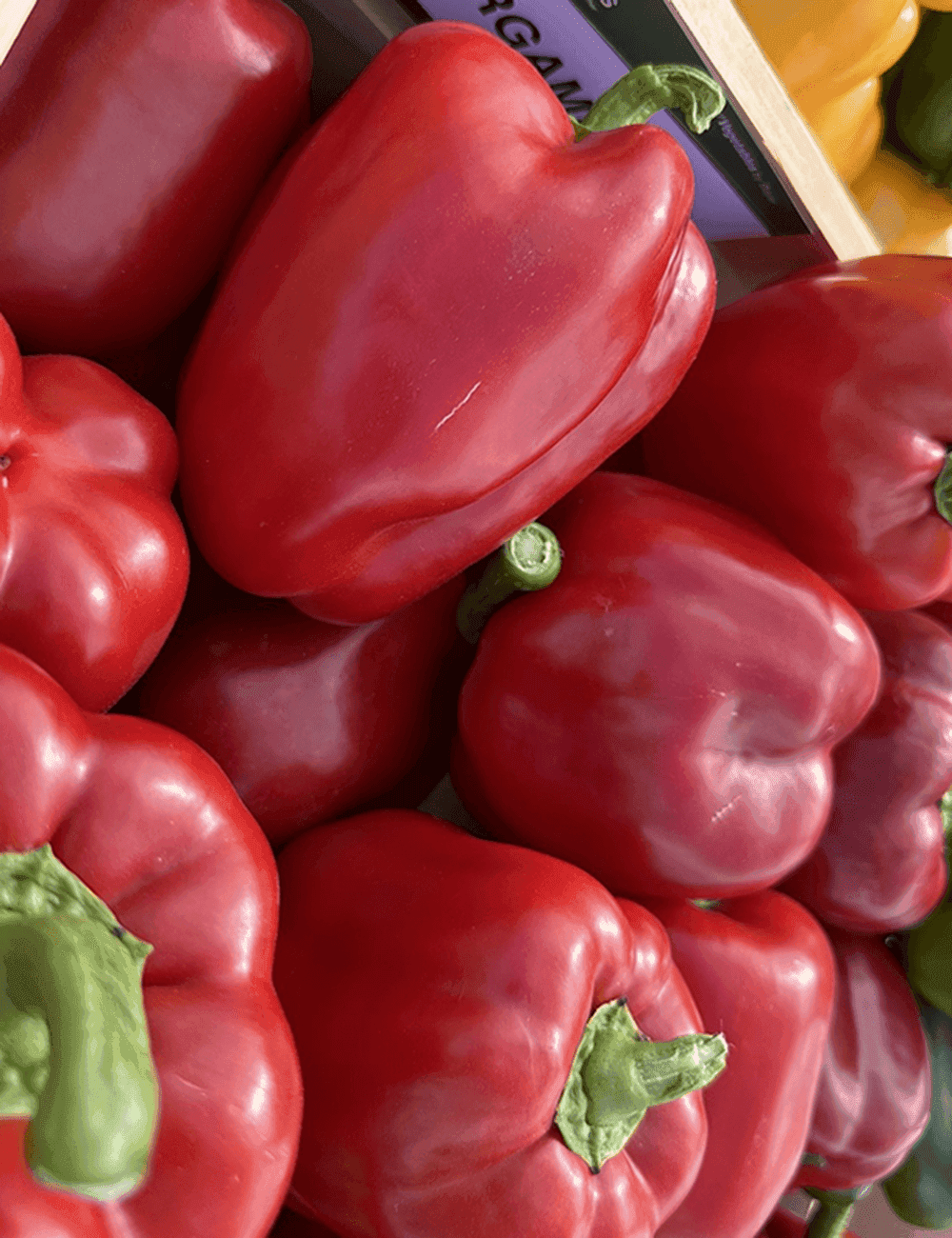 Rote Paprika Argaman