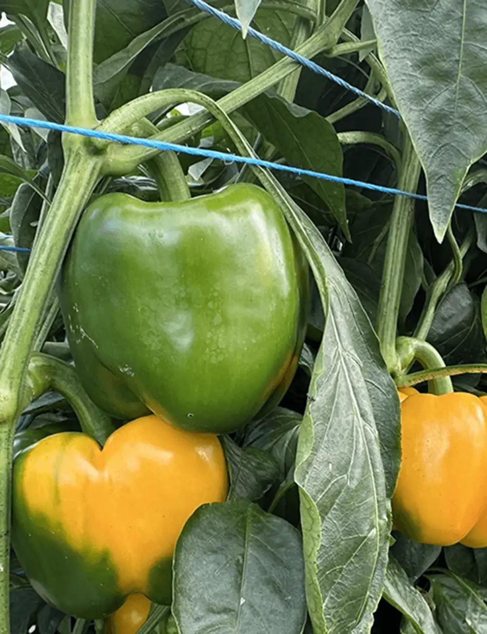 Paprika Gelb Svpb1008