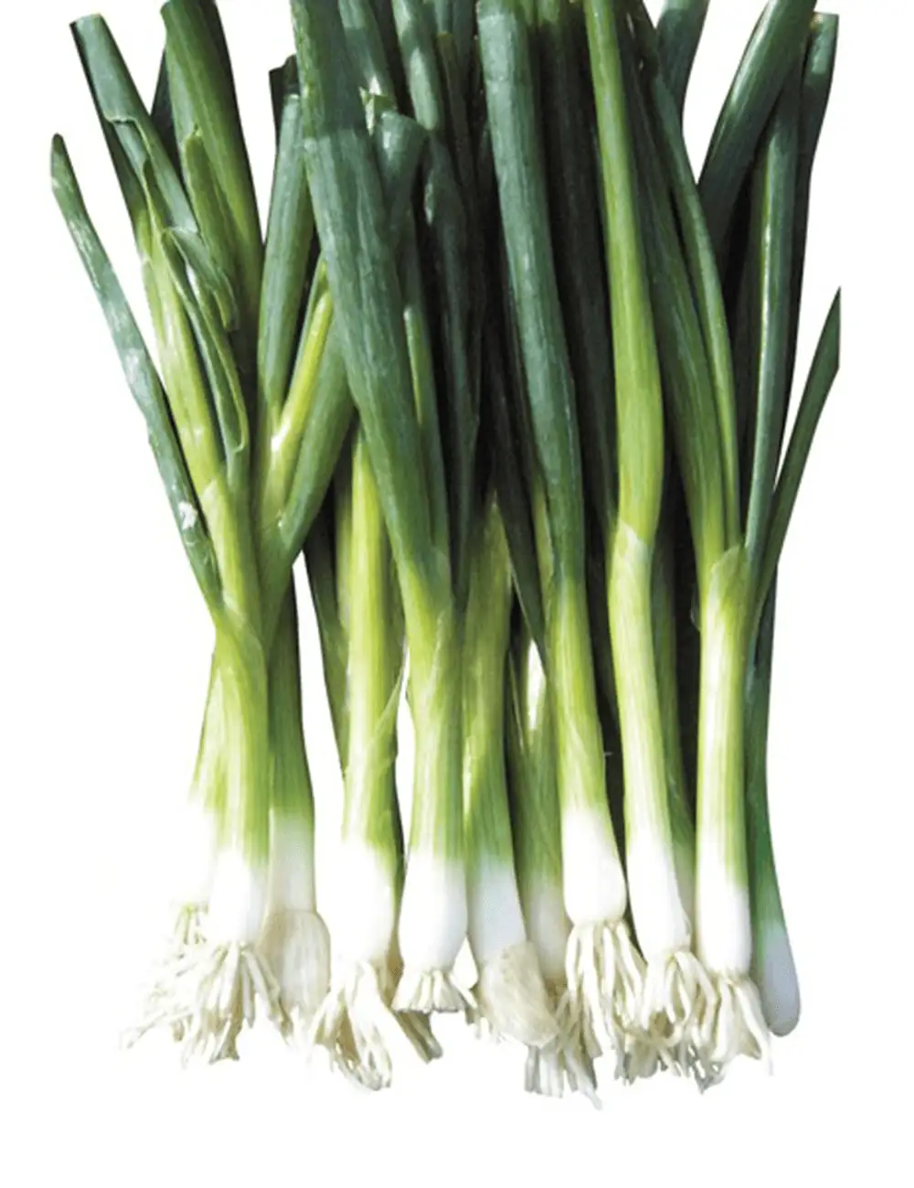 Zwiebel Green Banner