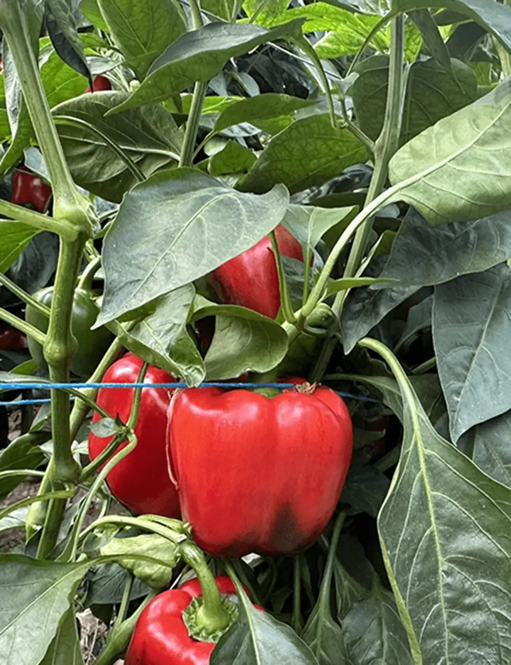Poivron Rouge Ardanza