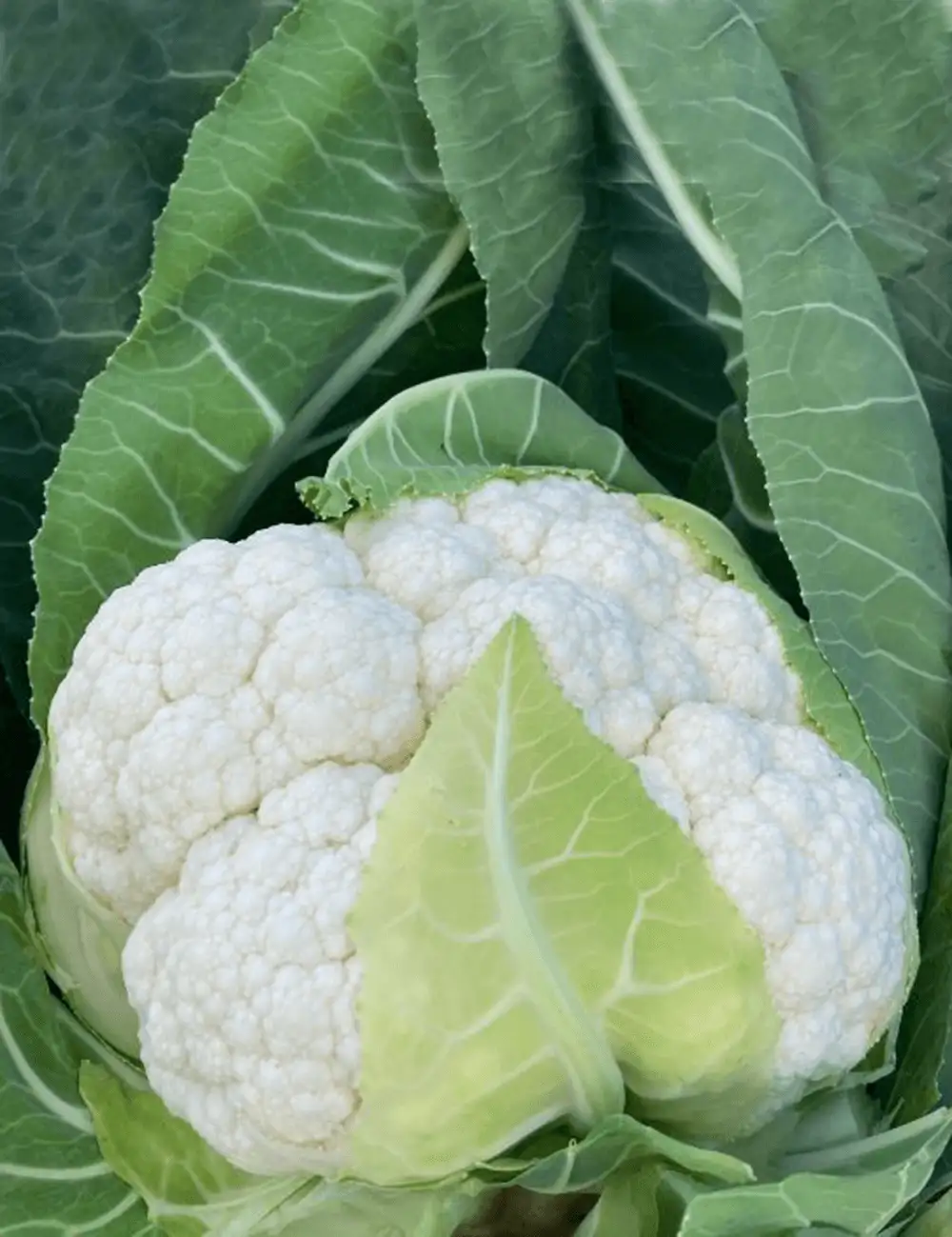 Cauliflower Cardex