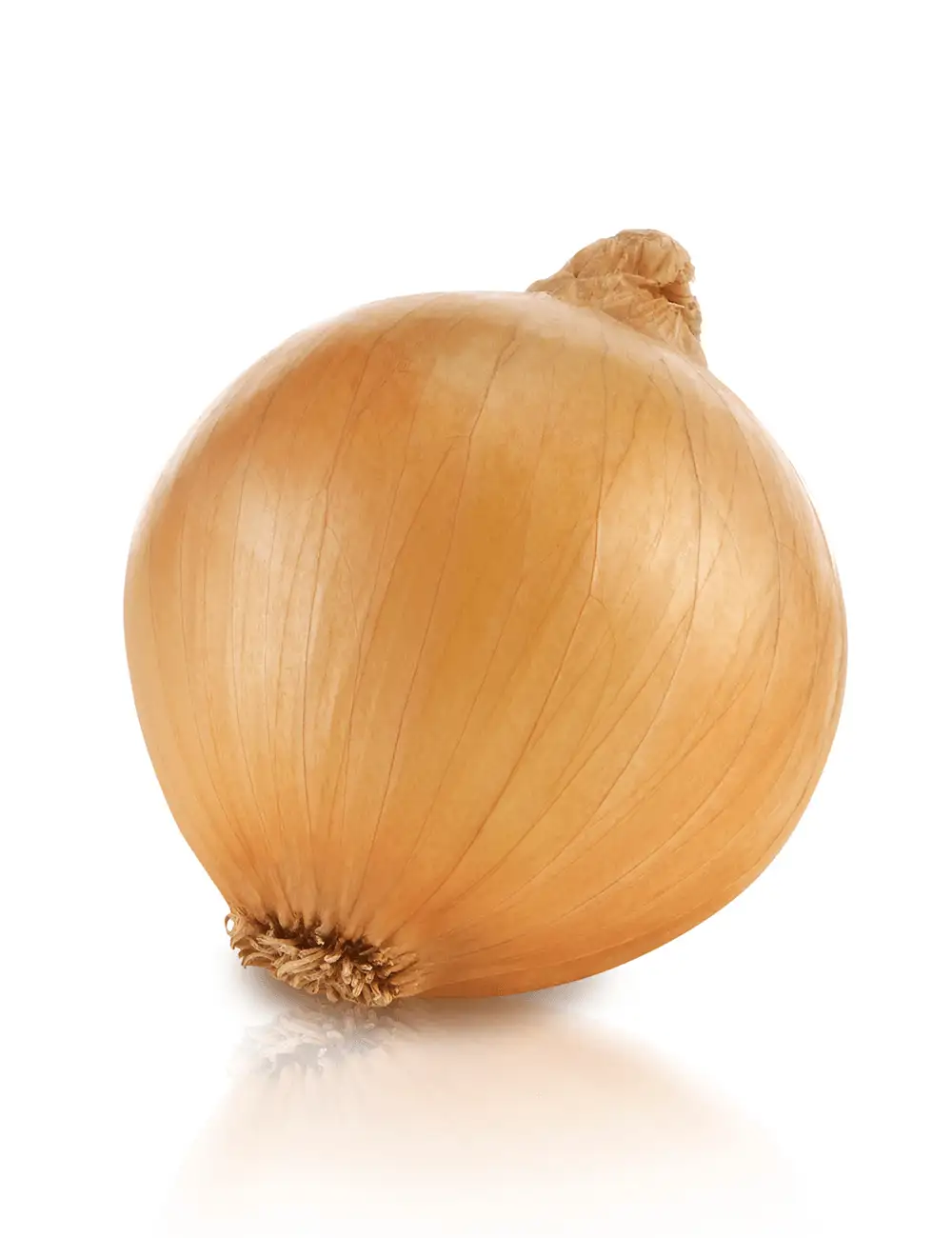 Zwiebel Saddleback