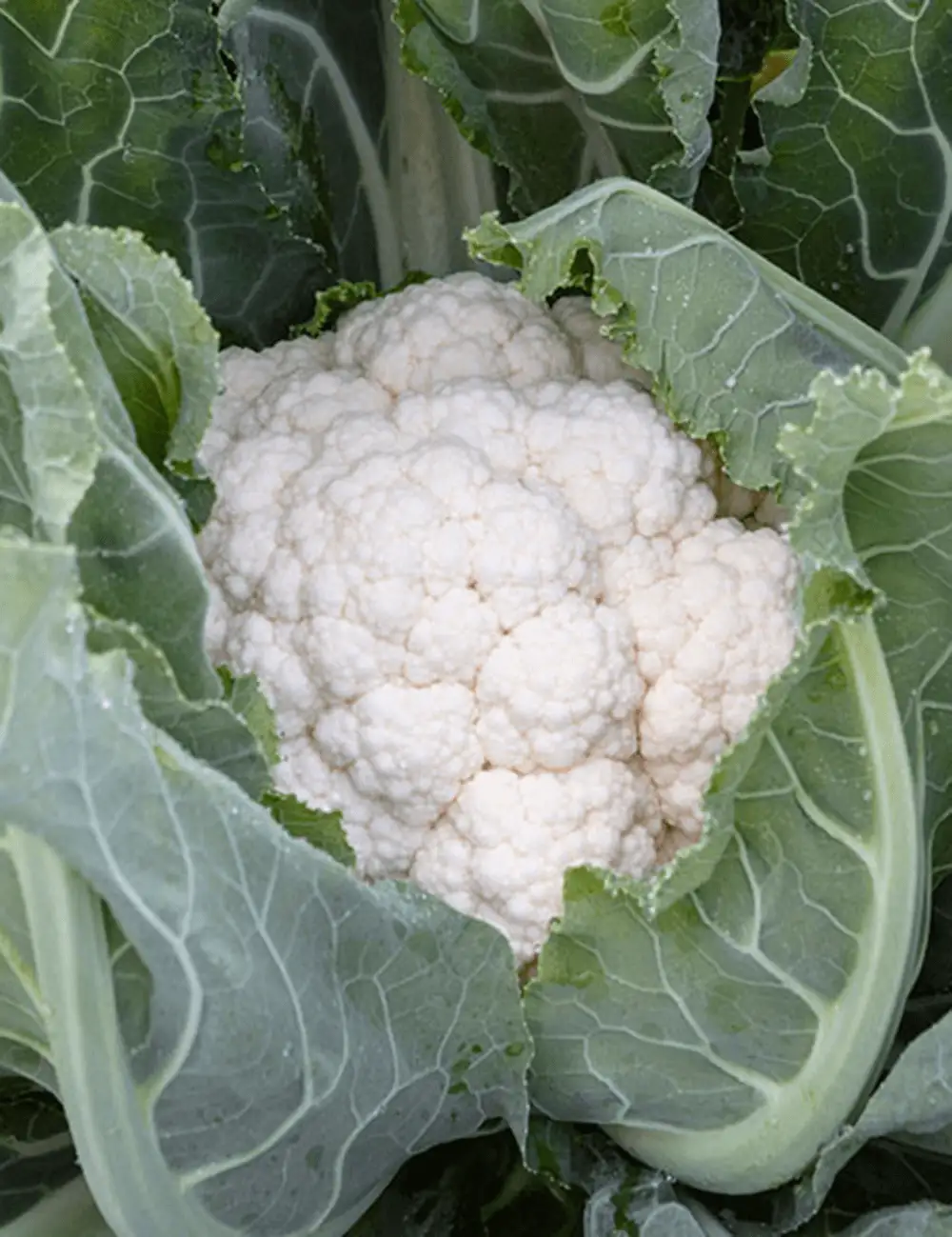 Cauliflower Britex