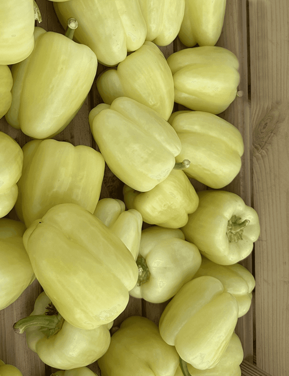 Witte paprika Piedone F1