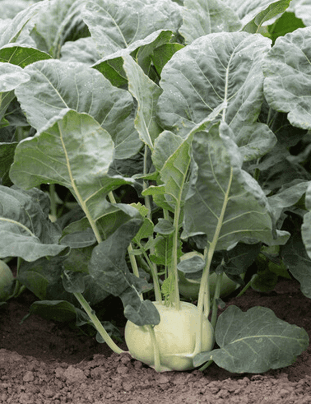 Kohlrabi Allegretto F1
