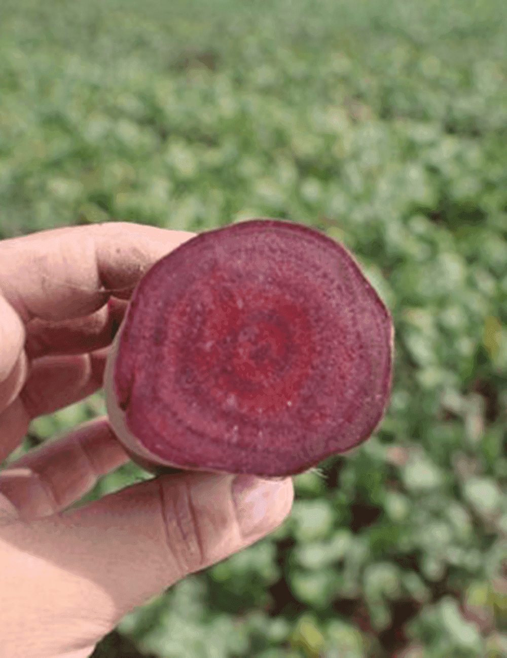 Rote Bete Rodina