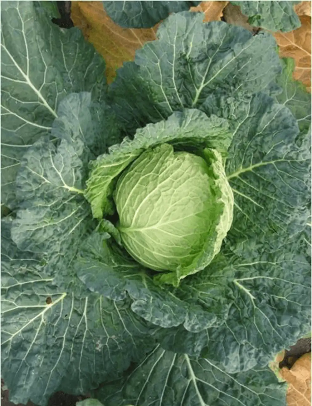 Kohl Savonarch F1
