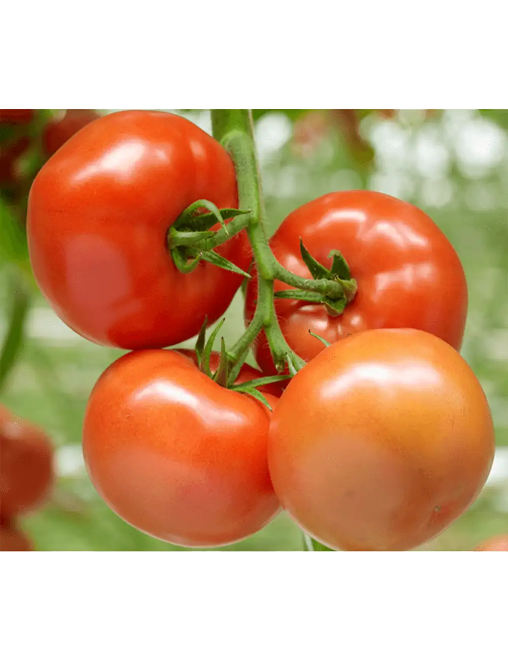 Tomate Barteza