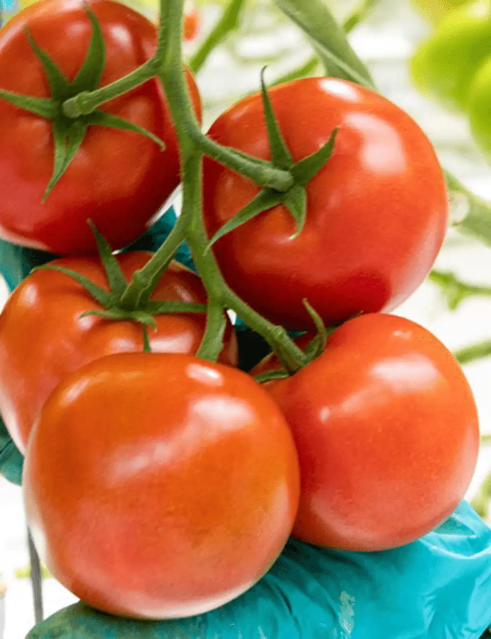 Tomate Formoza