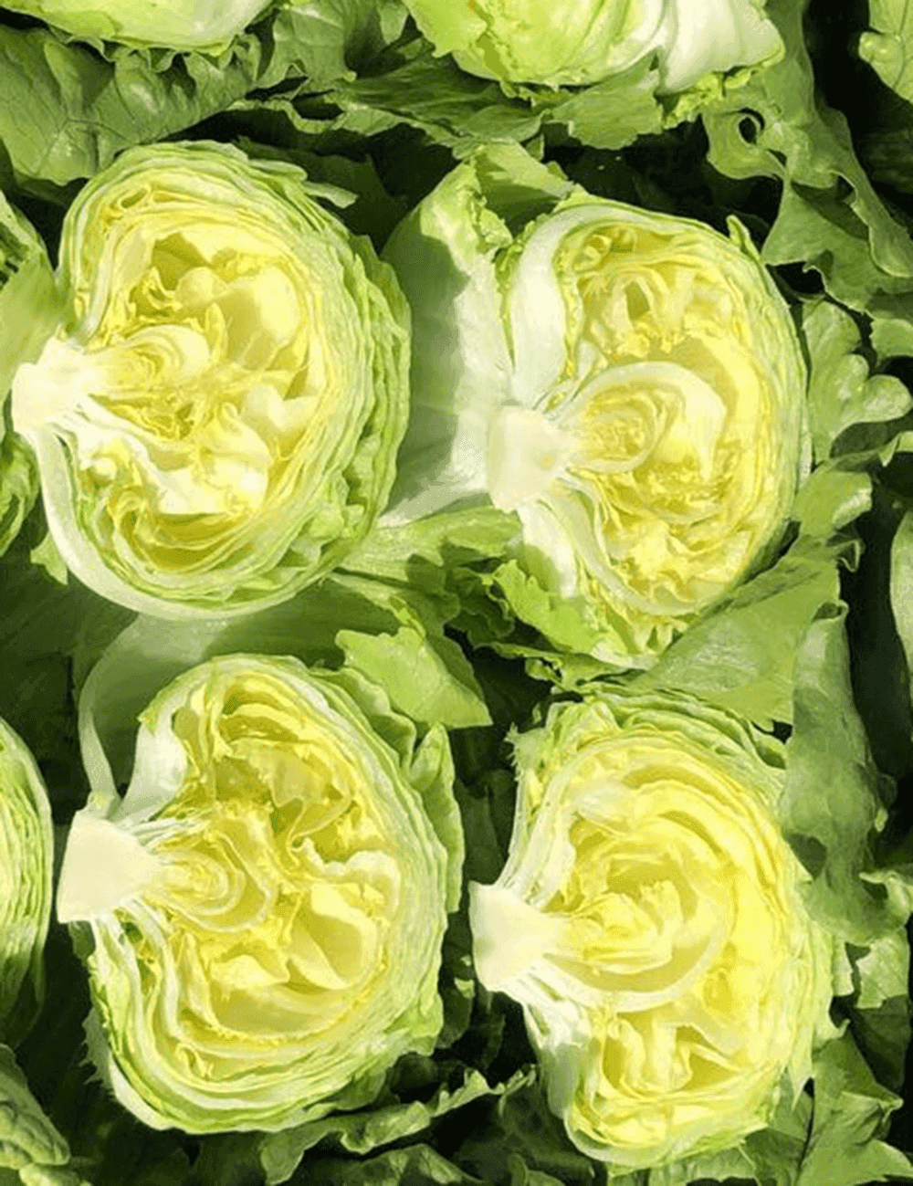 Lettuce Thibo Coated