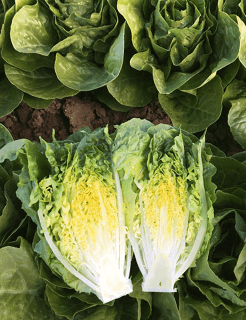 Mini Romaine Lettuce Xemerius