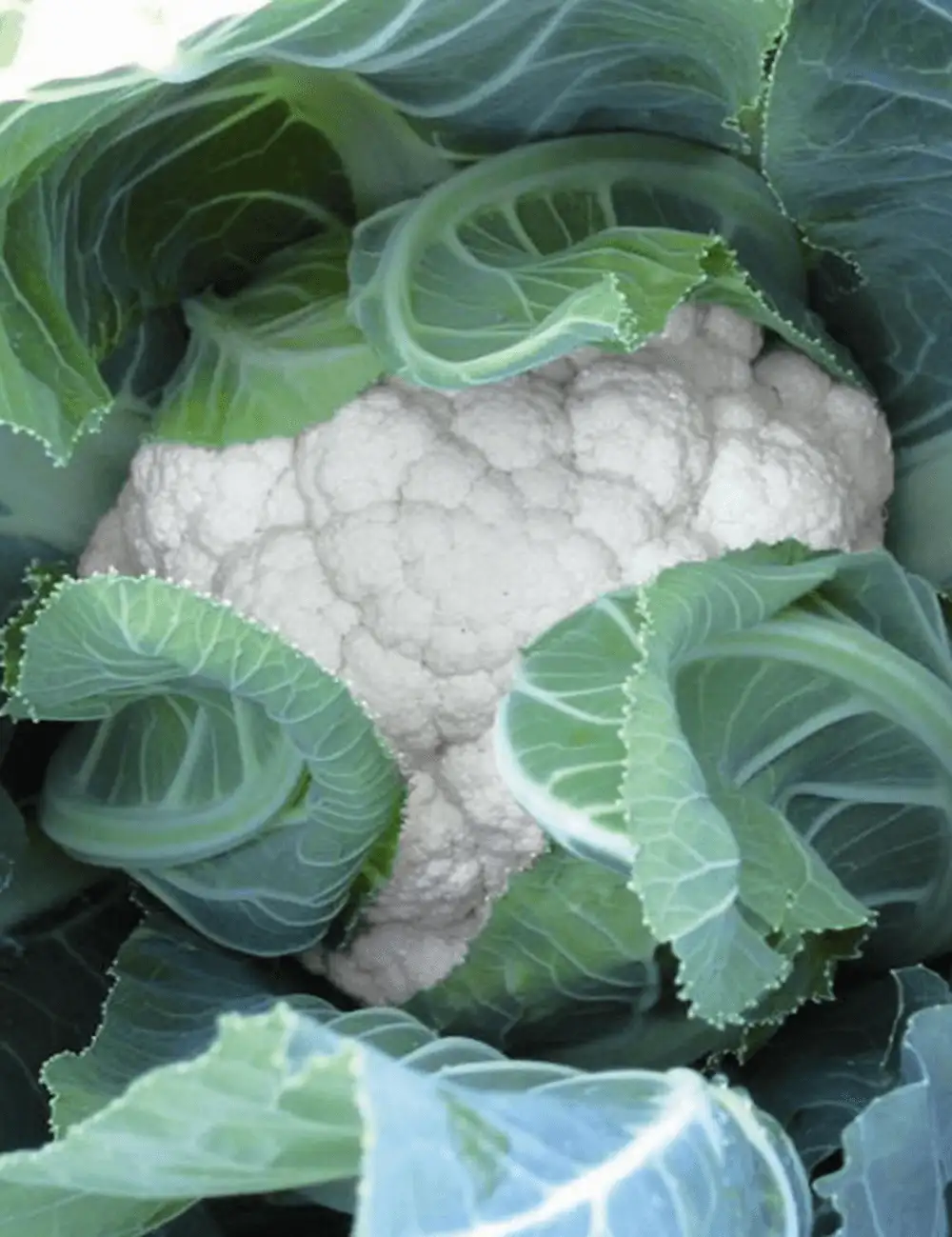 Cauliflower Concept