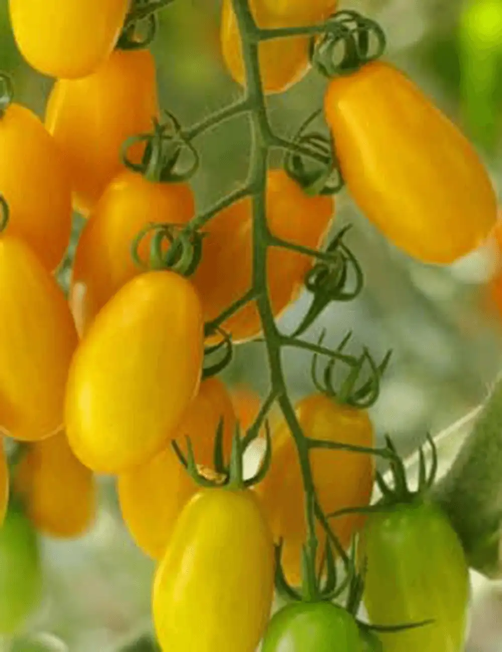 Tomate Luciestar Gspp