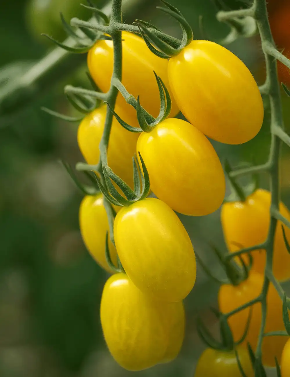 Tomate Lemonstar Gspp