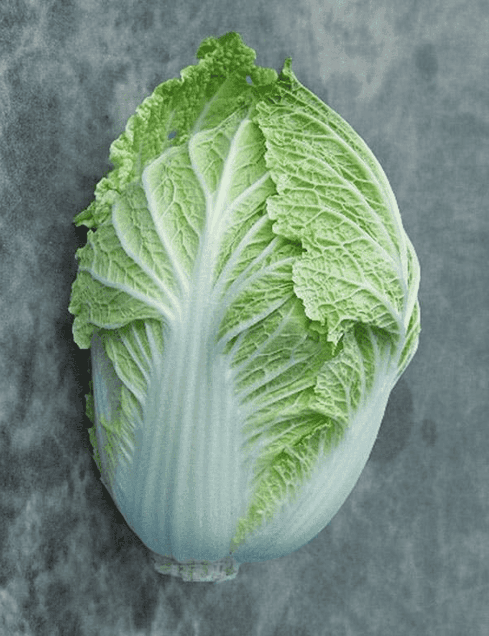 Kohl Pekingsalat Natsuki F1