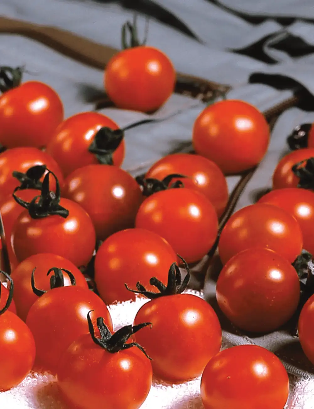 Tomate Sweet Million