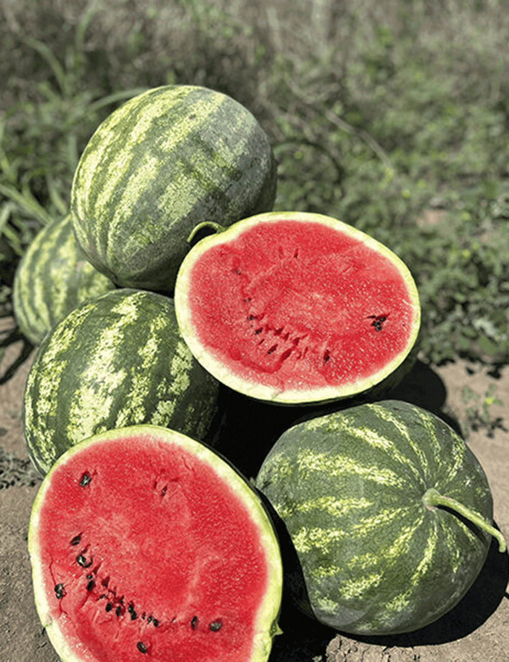 Wassermelone Leonardo F1