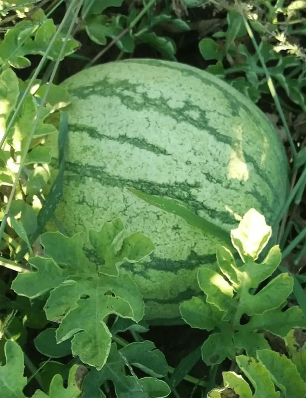 Wassermelone Regus