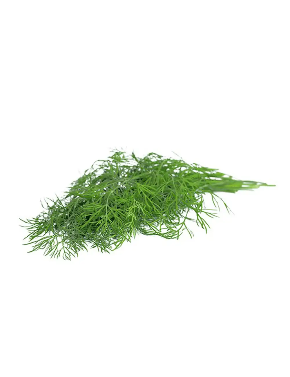 Dill Thalia