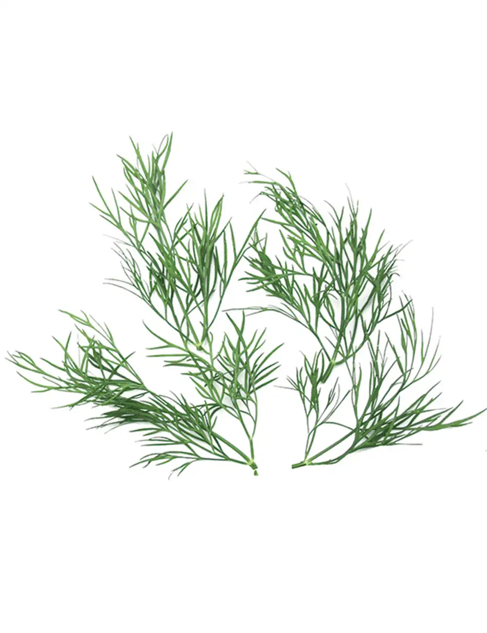 Dill Lena