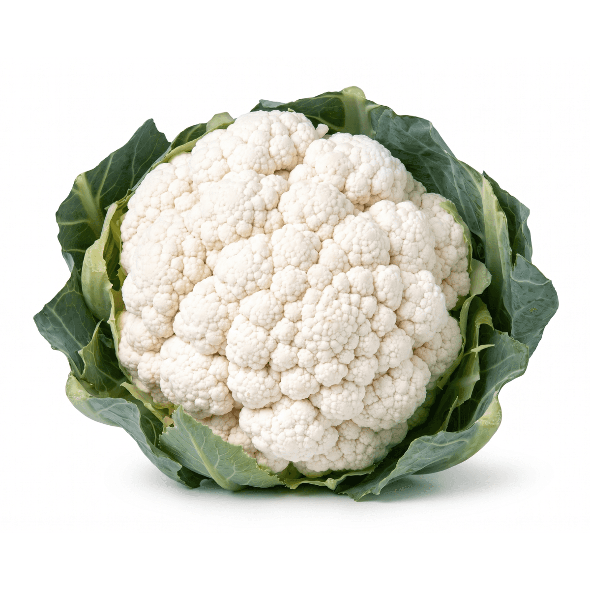 Blumenkohl Chione F1