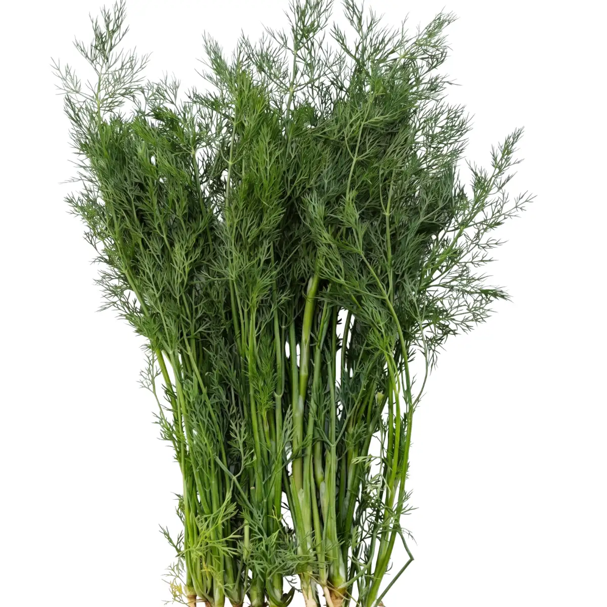 Dill Soren