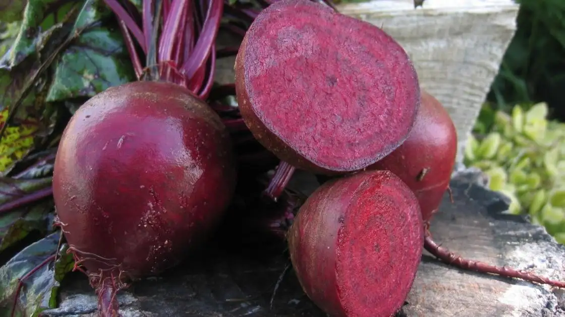 Rote Bete Pablo Präzise