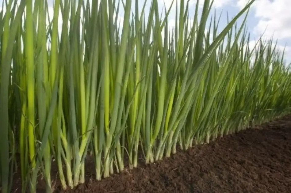 Winterheckenzwiebel Feast Präzise