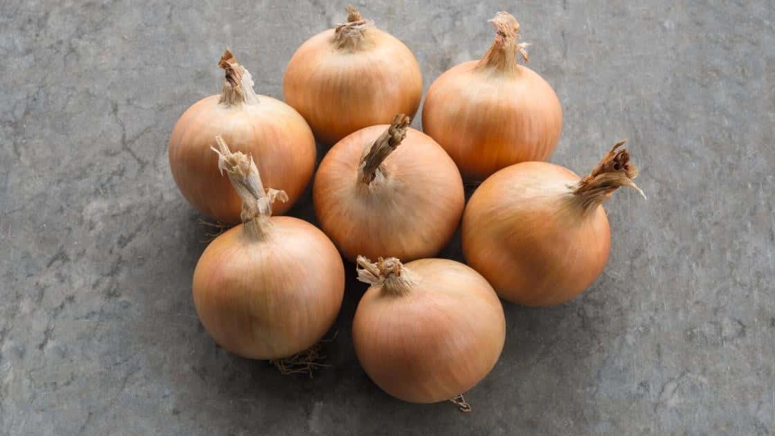 Frühe Zwiebel Spirit Präzise
