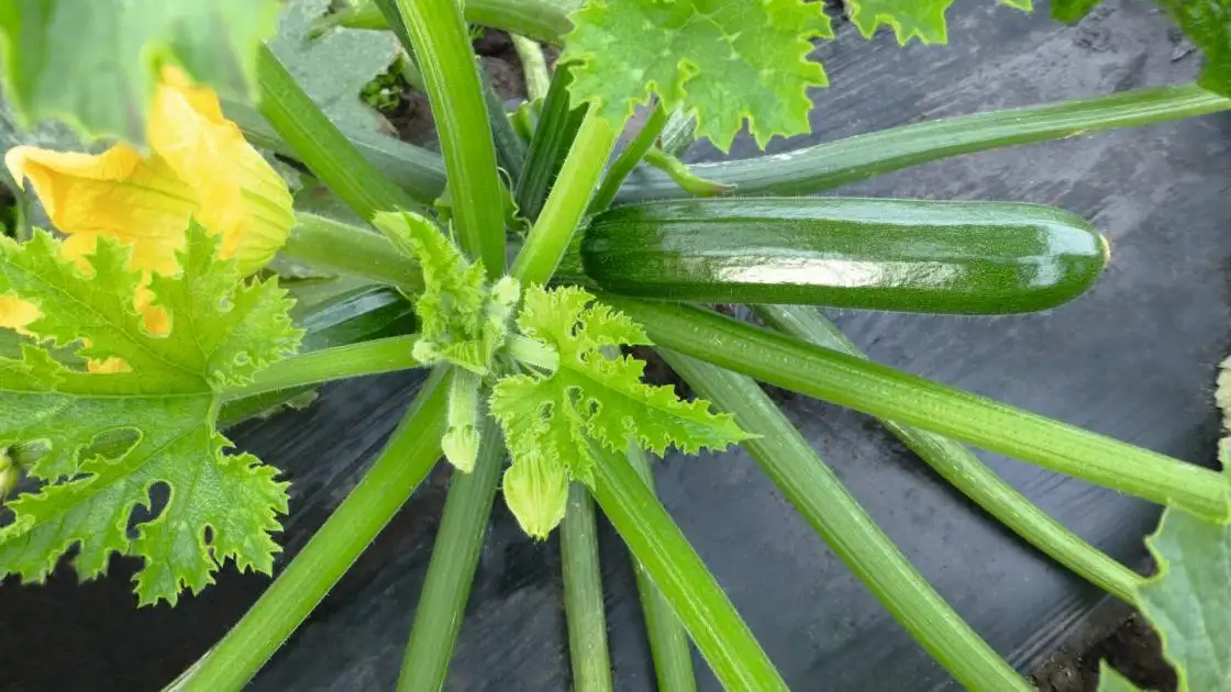 Zucchini Ladoga F1 Präzise