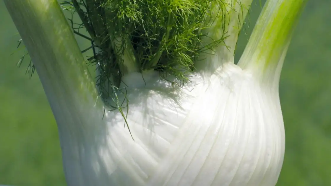 Fennel Solaris F1