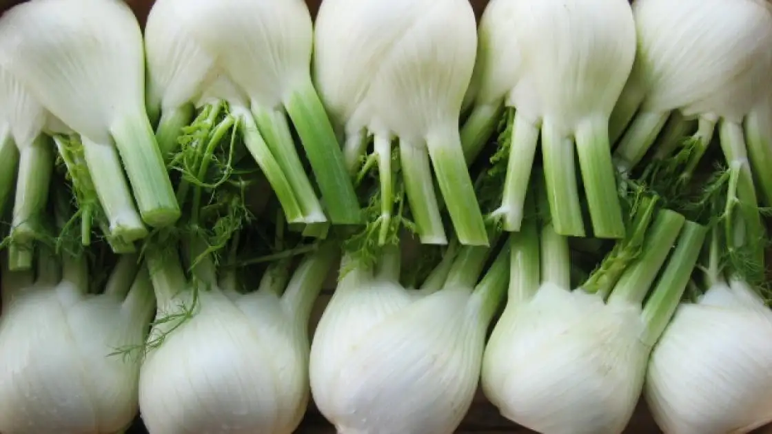 Fennel Rondo F1