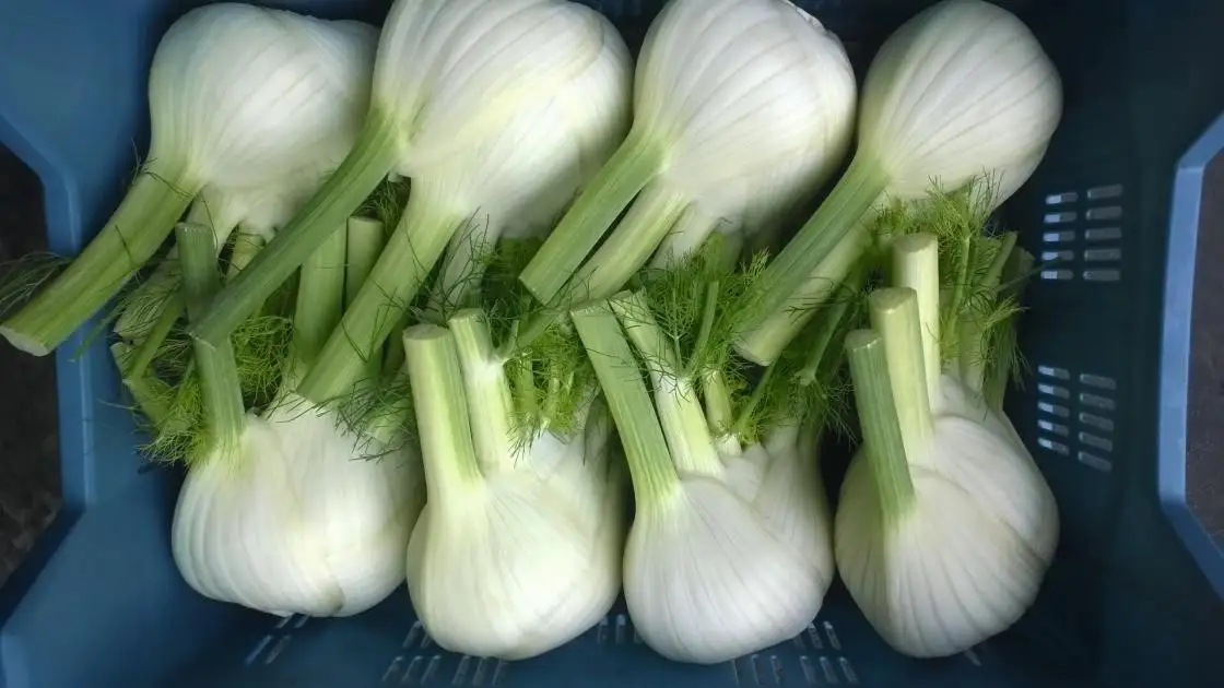 Fennel Dragon F1